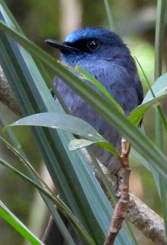 Dull-blue Flycatcher
