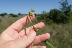 Carex flaccosperma