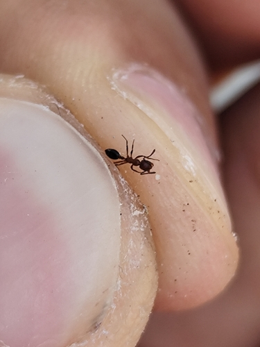 Monomorium subopacum