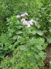 Phacelia grandiflora