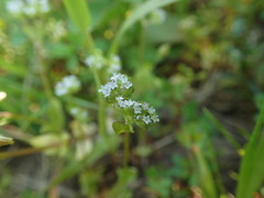 Valerianella locusta