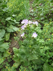 Phacelia grandiflora