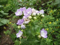 Phacelia grandiflora