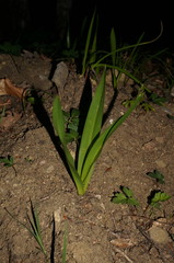 Colchicum umbrosum
