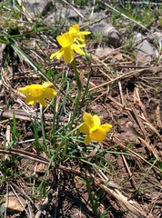 Narcissus assoanus