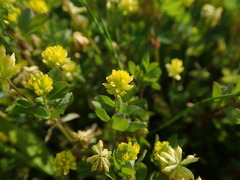 Trifolium dubium