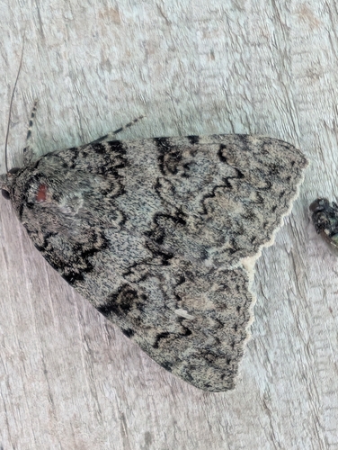 Luciana Underwing Moth photo 5