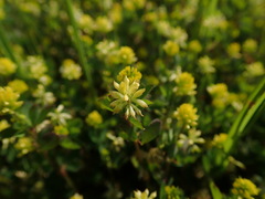 Trifolium dubium
