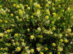 Trifolium dubium