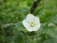 Phacelia viscida albiflora