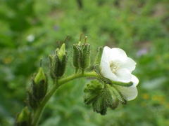 Phacelia viscida albiflora