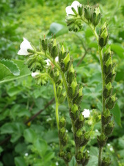 Phacelia viscida albiflora