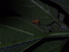 Mabra nigriscripta