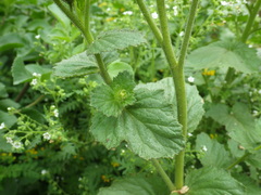 Phacelia viscida albiflora