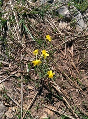 Narcissus assoanus