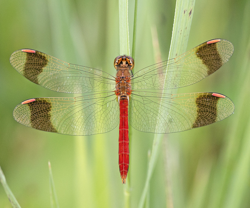 Banded Darter, photo 2 of 10