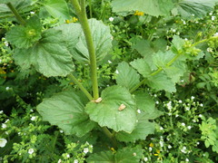 Phacelia viscida albiflora