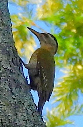 Streak-throated Woodpecker