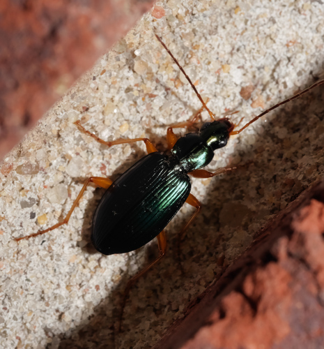 Agonum extensicolle
