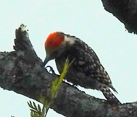 Yellow-crowned Woodpecker