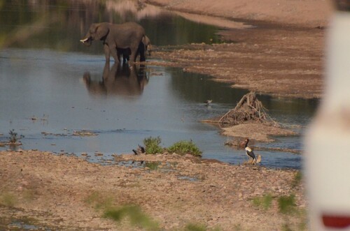 iNaturalist: (c) Daniel Correia, some rights reserved (CC BY-NC), uploaded by Daniel Correia iNaturalist image
