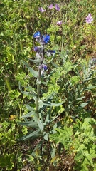 Anchusa leptophylla