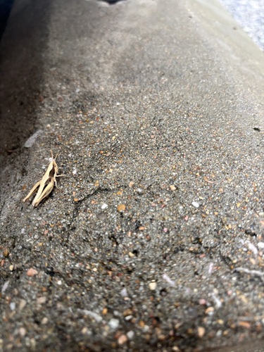 Obscure grasshopper