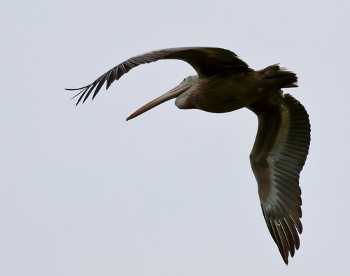 Spot-billed Pelican