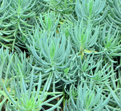 Senecio vitalis