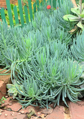 Senecio vitalis