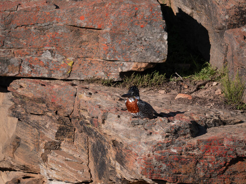 iNaturalist image