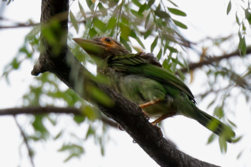 Brown-headed Barbet