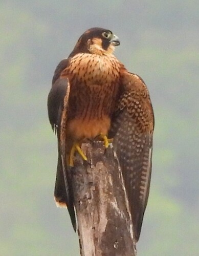 Shaheen Falcon