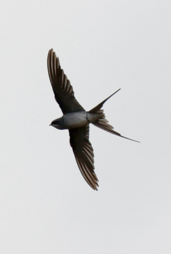 Crested Treeswift