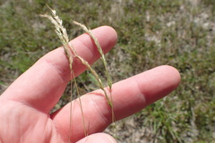 Trisetum interruptum