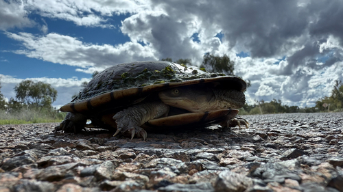 Eastern Snake-necked Turtle