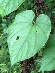 Thladiantha punctata