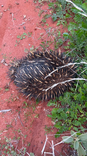 Short-beaked Echidna