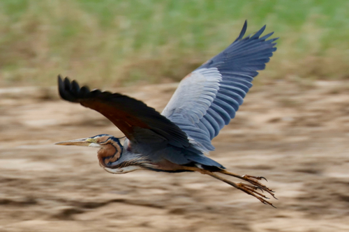 Purple Heron