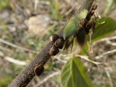 Megacopta punctatissima