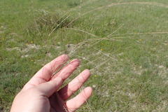 Schedonnardus paniculatus