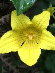 Thladiantha punctata