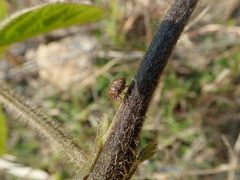 Megacopta punctatissima