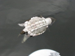 Macrochelys temminckii