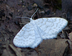 Asthena albulata