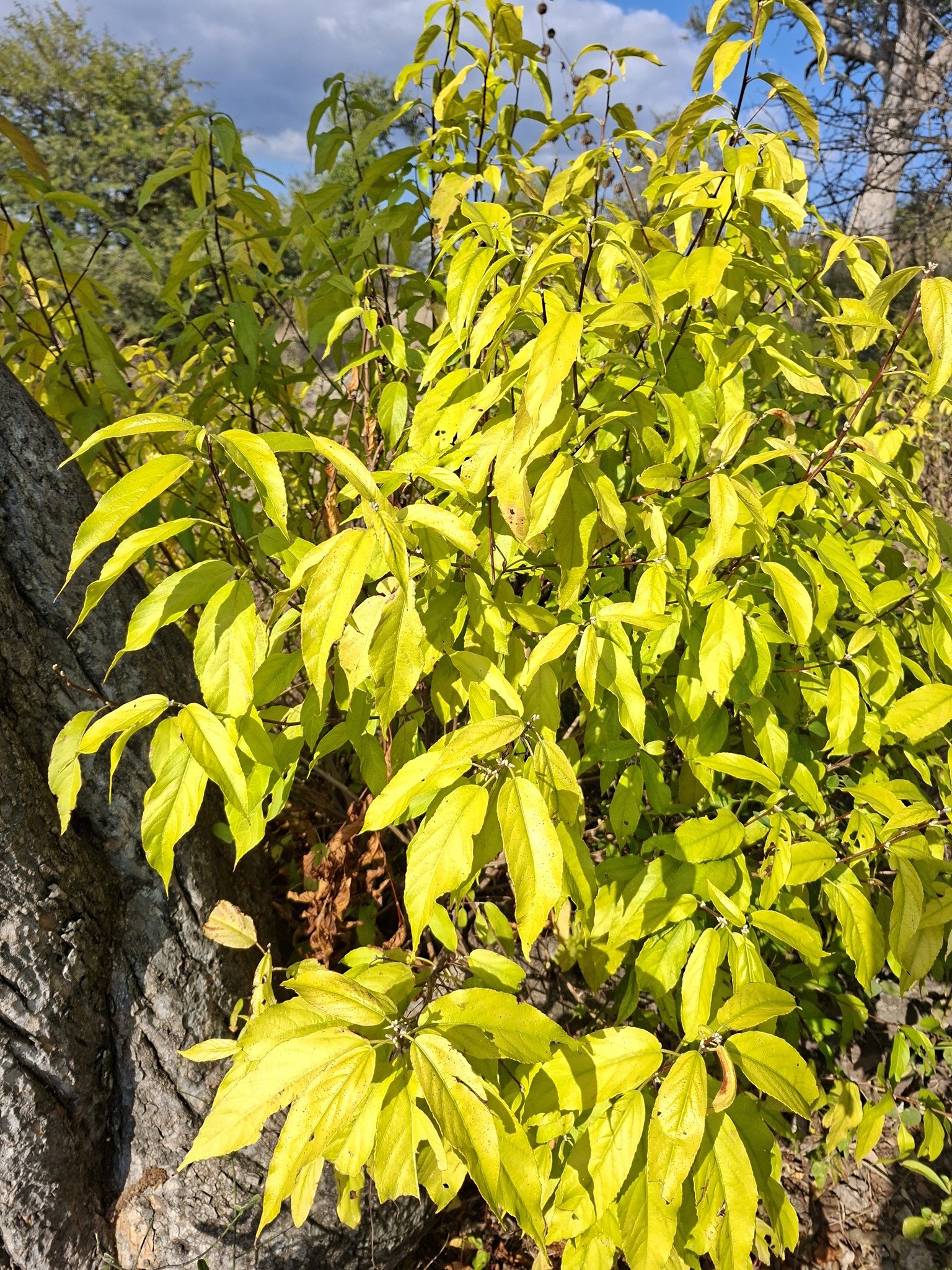 Acalypha pubiflora