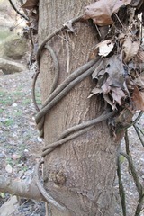 Menispermum canadense