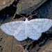 Small White Wave - Photo (c) katunchik, some rights reserved (CC BY), uploaded by katunchik