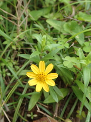 Sphagneticola calendulacea