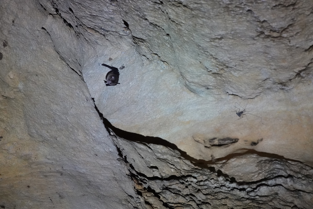 Boeadi’s Roundleaf Bat